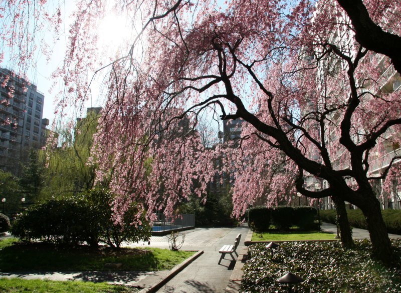 Garden View - Cherry Tree Blossoms