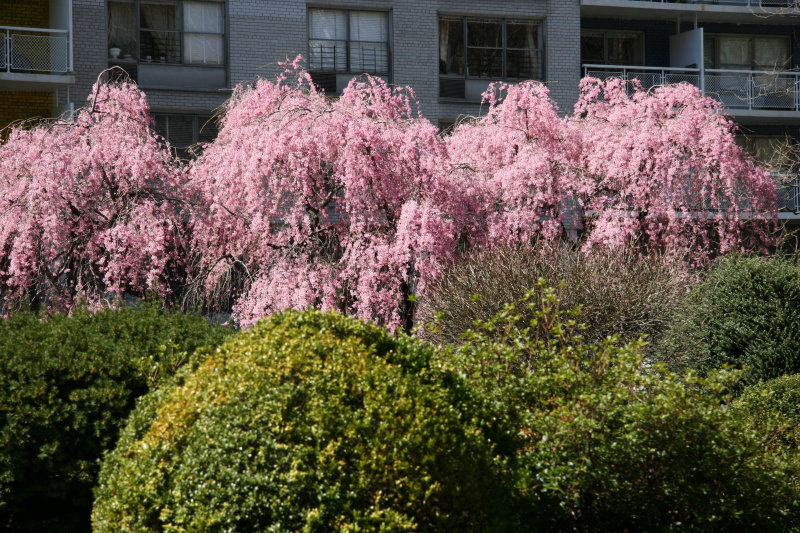Garden View - Cherry Tree Blossoms