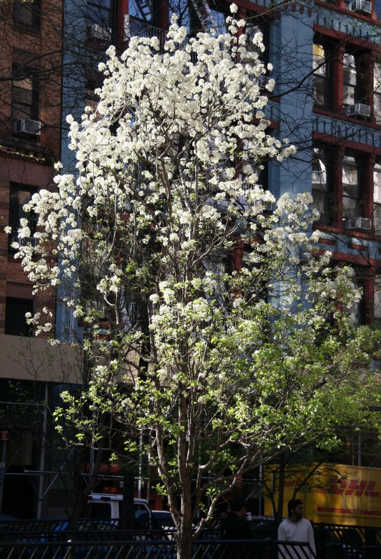 Pear Tree Blossoms