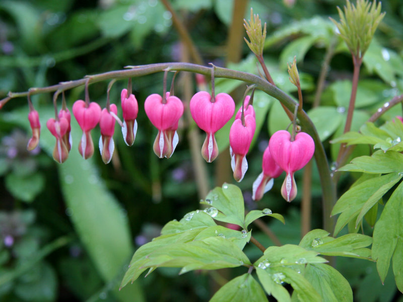 Dicentra or Bleeding Hearts