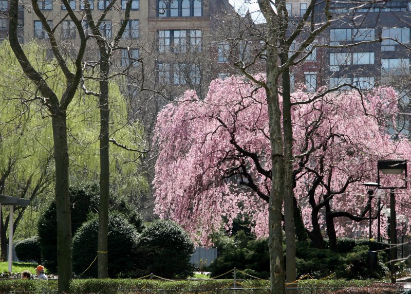 Cherry and Willow Trees