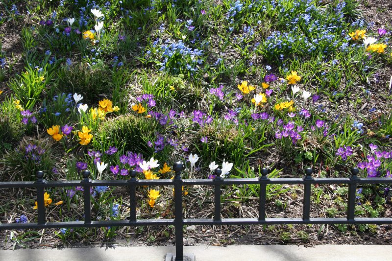 Spring Flower Garden