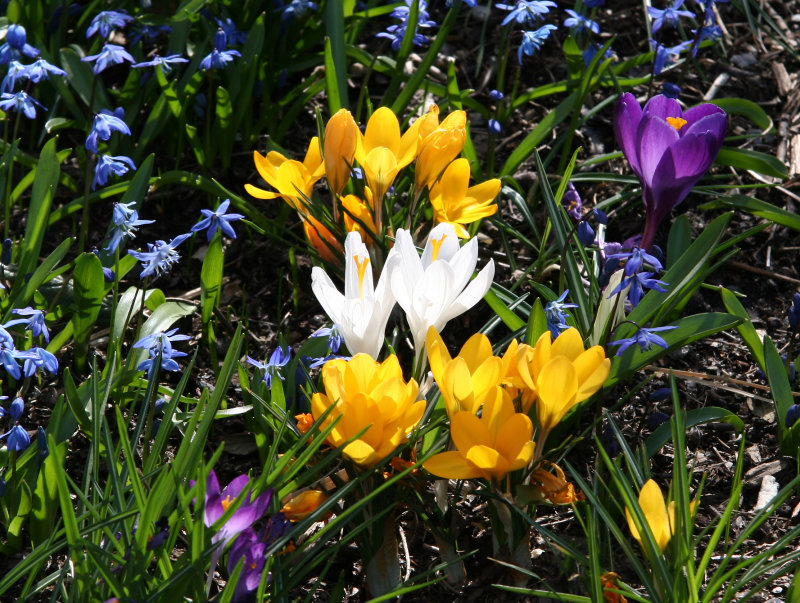 Crocuses