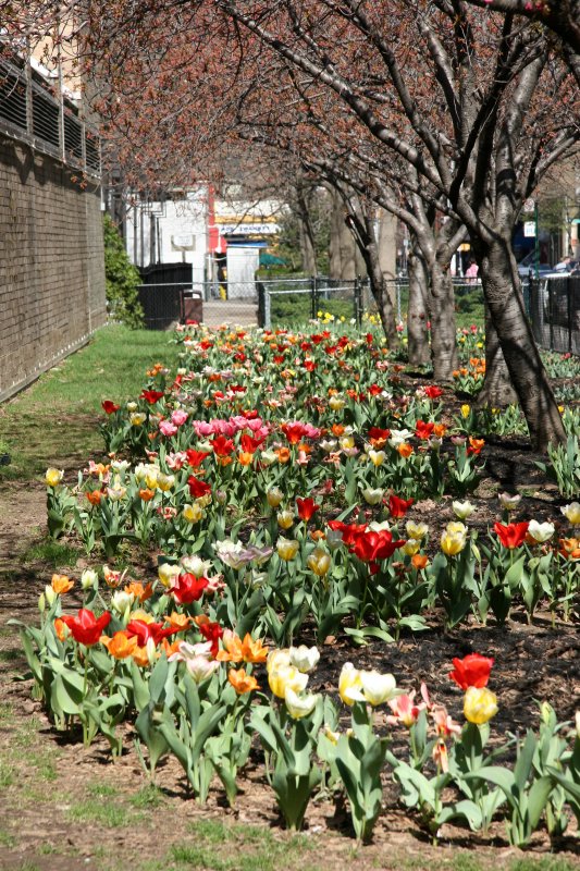 Tulip & Cherry Tree Garden