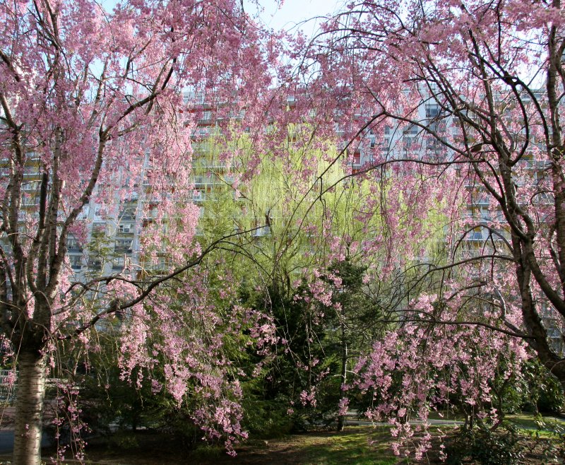 Cherry Tree Blossoms, Willow & Pine Trees