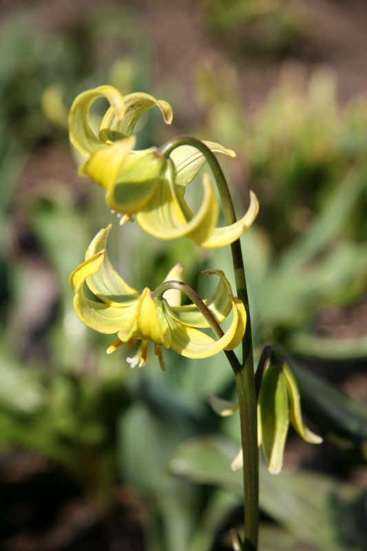  Erythronium Pagoda or Pagoda Flowers