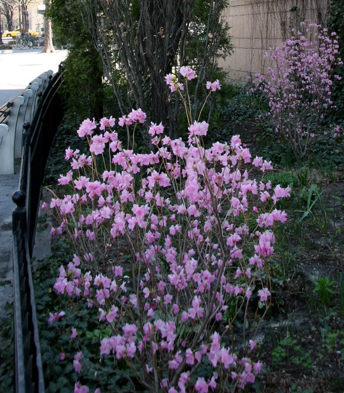 Azaleas