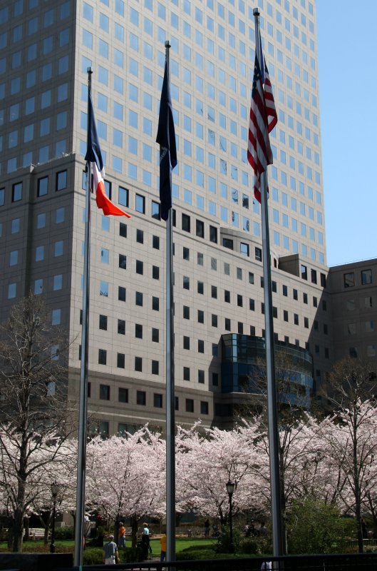 Cherry Trees at the Yacht Basin Garden