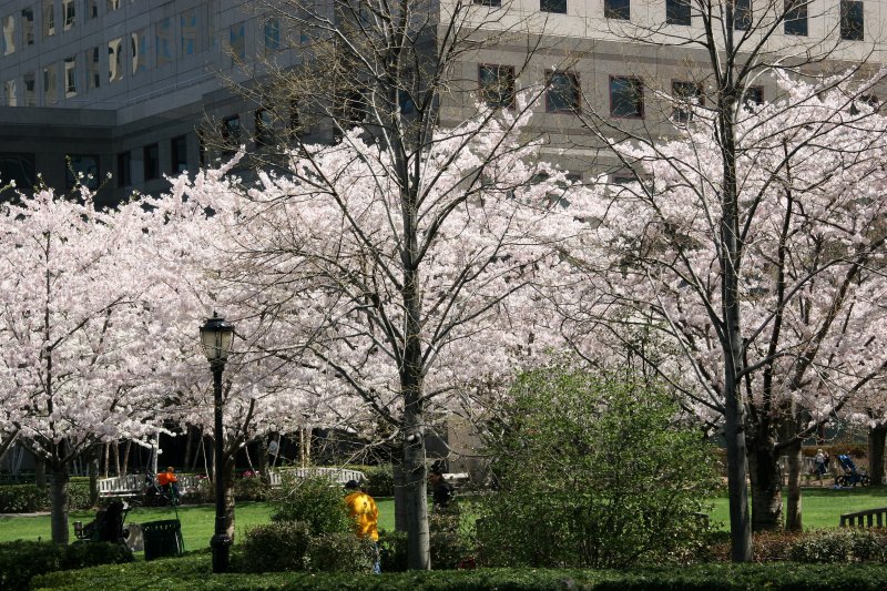 Cherry Trees at the Yacht Basin Garden
