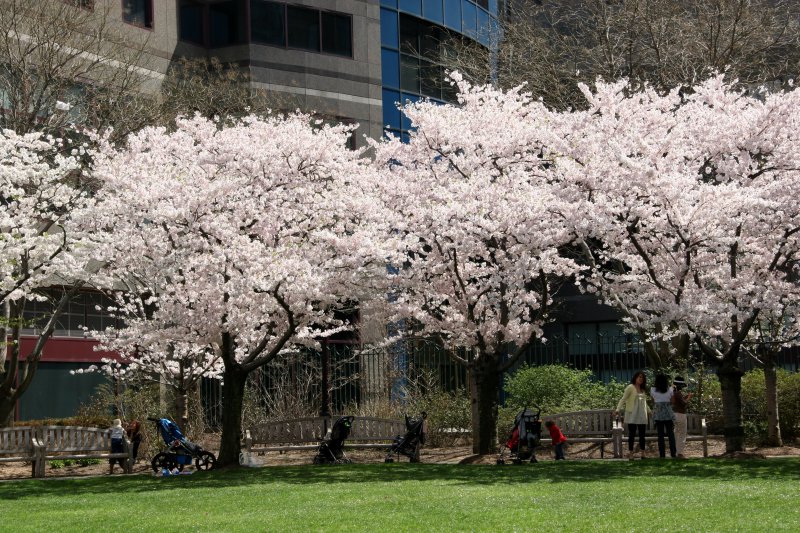 Cherry Trees at the Yacht Basin Garden