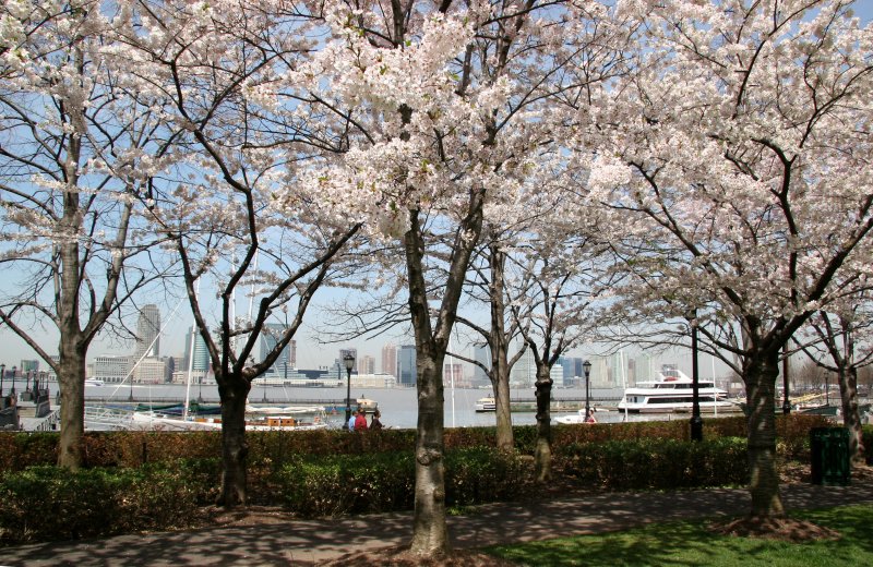 Cherry Trees at the Yacht Basin Garden