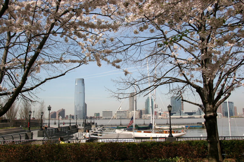 Cherry Trees at the Yacht Basin Garden