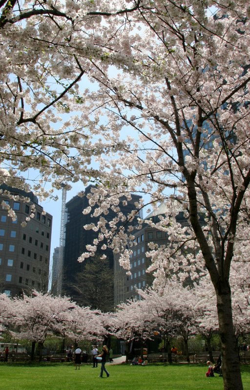 Cherry Trees at the Yacht Basin Garden