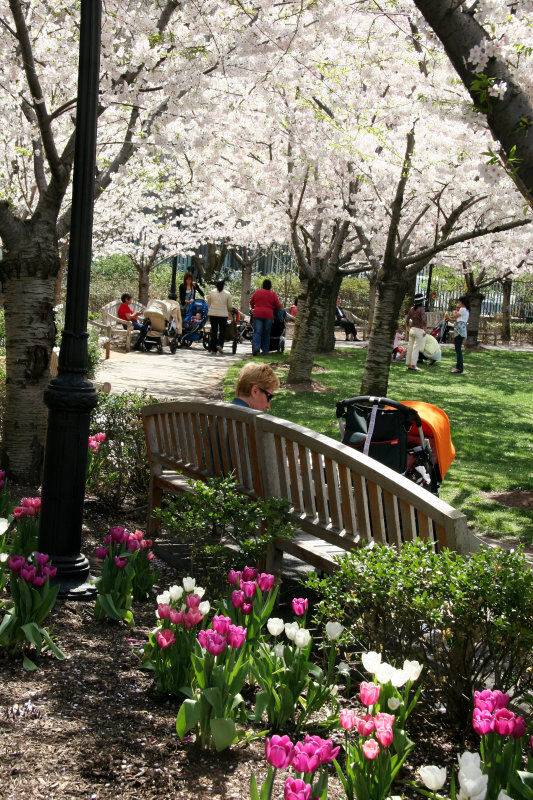 Tulips & Cherry Trees at the Yacht Basin Garden