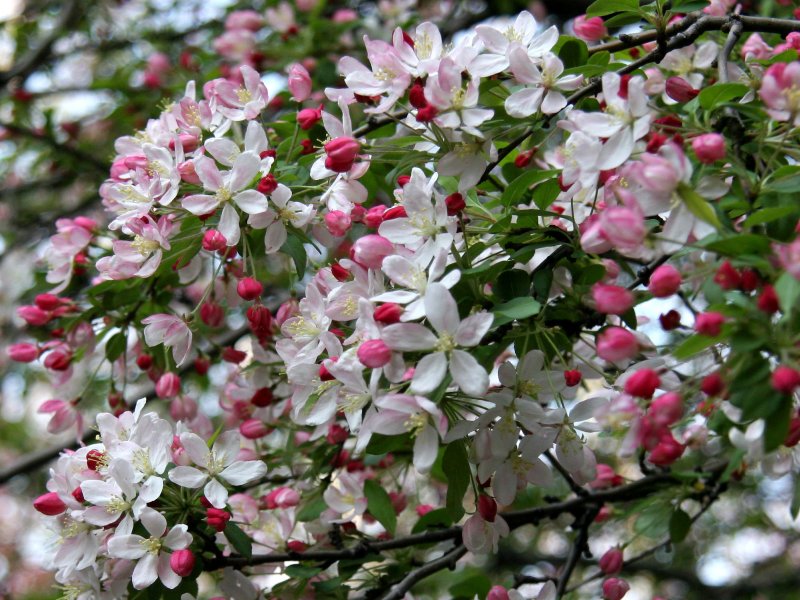 Crab Apple Tree Blossoms