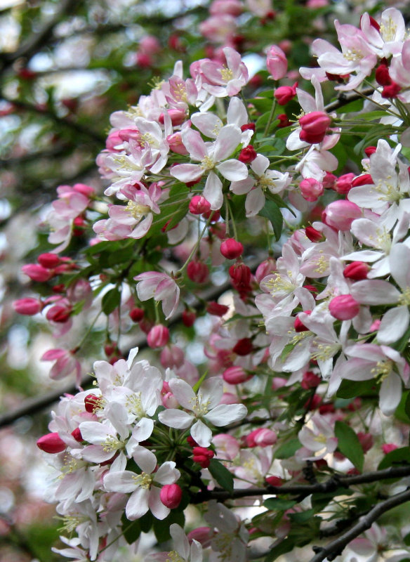 Crab Apple Tree Blossoms