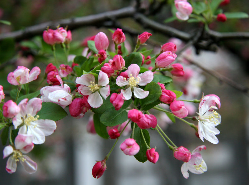 Crab Apple Tree Blossoms