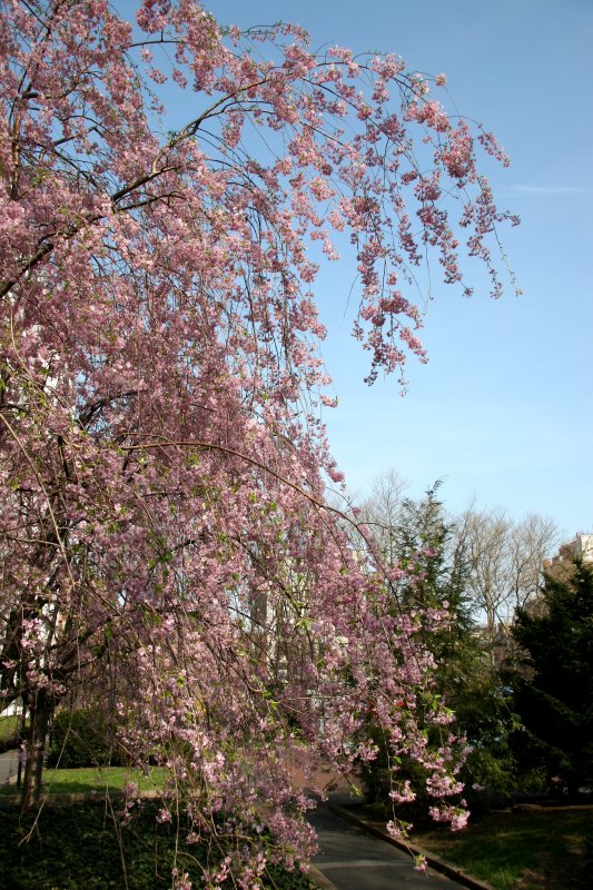 Cherry Tree Blossoms