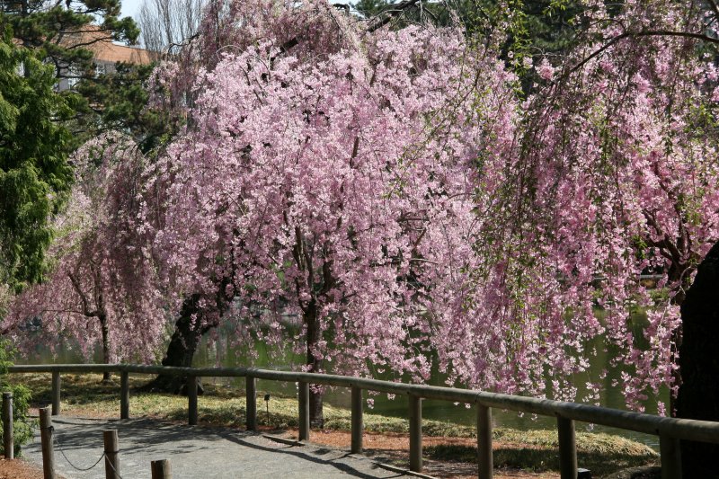Cherry Tree Blossoms - Japanese Pond Garden