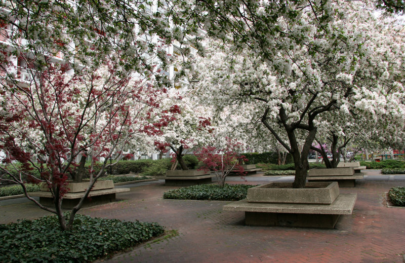 Crab Apple Trees in Bloom