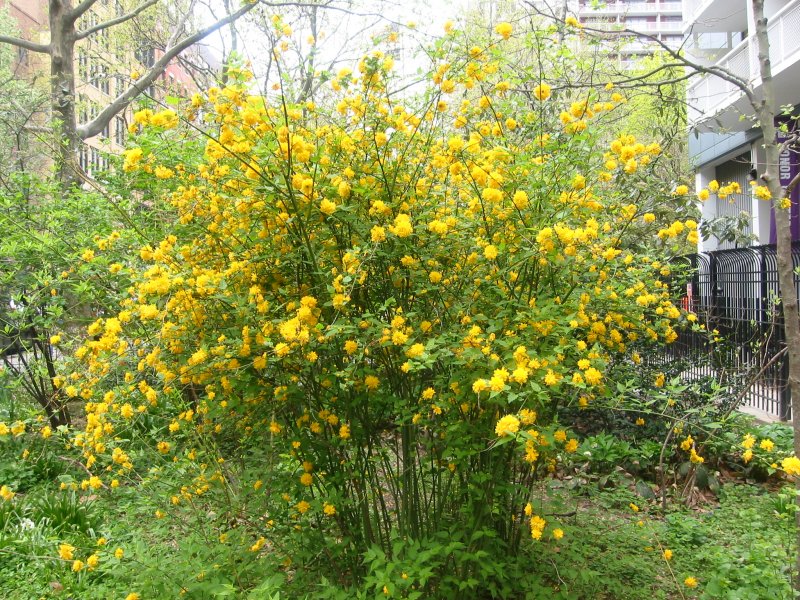 Playground Garden - Kerria Bushes in Bloom