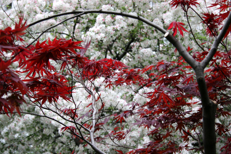 Japanese Red Leaf Maple & Crab Apple Trees in Bloom