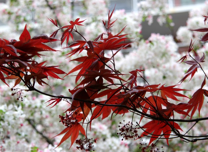Japanese Red Leaf Maple & Crab Apple Trees in Bloom