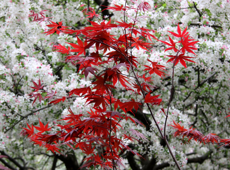 Japanese Red Leaf Maple & Crab Apple Trees in Bloom