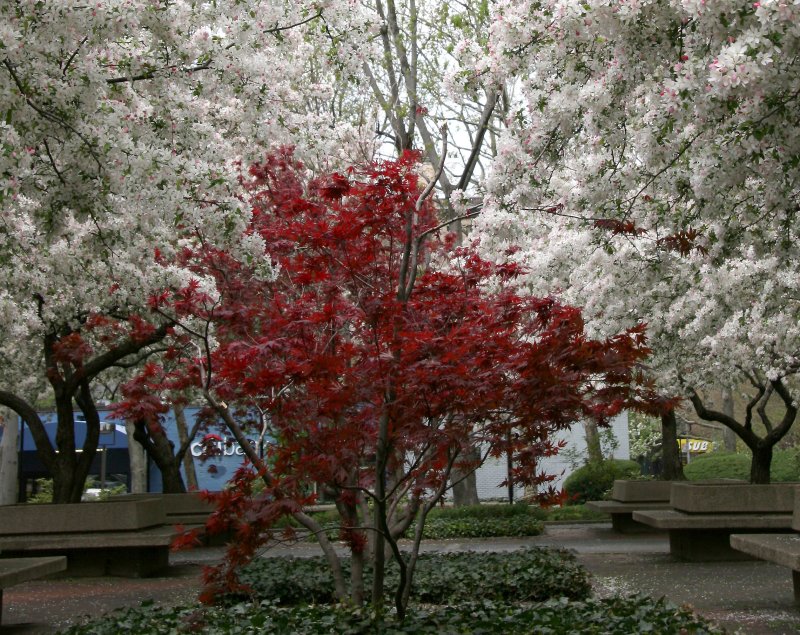 Japanese Red Leaf Maple & Crab Apple Trees in Bloom