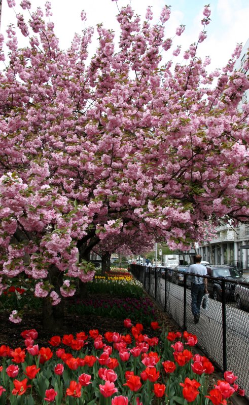 Cherry Tree Blossoms & Tulips