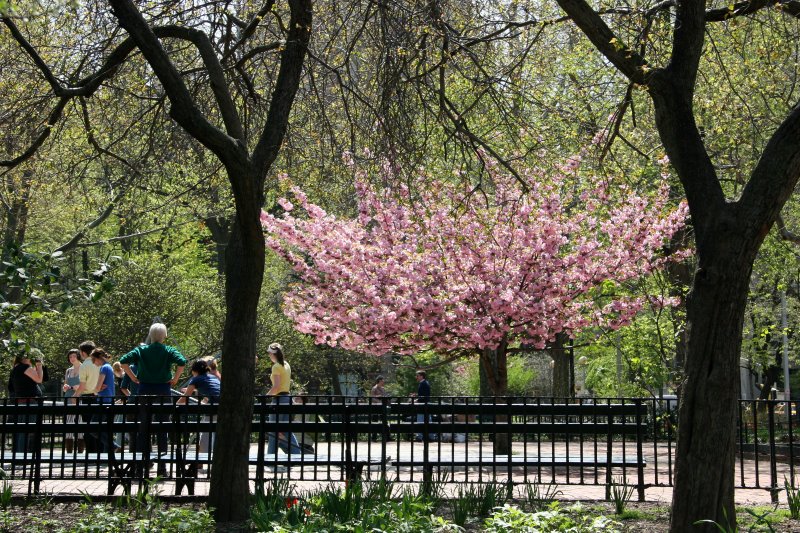 Park View & Cherry Tree Blossoms