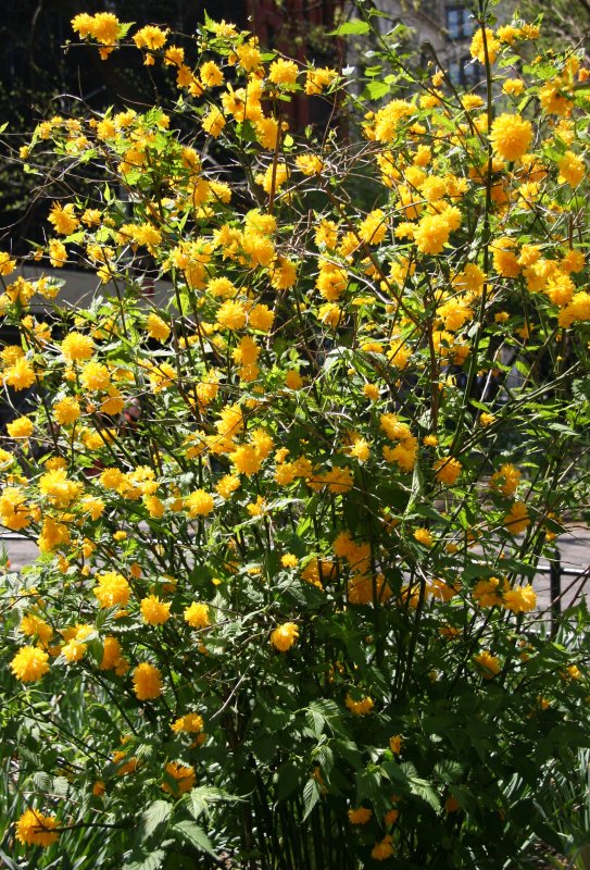 Kerria Bush in Bloom