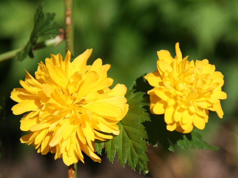 Kerria Bush Blossoms