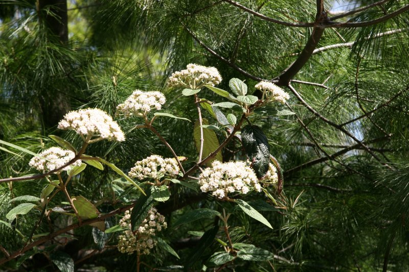 Viburnum Bush Blossoms & Pine Tree