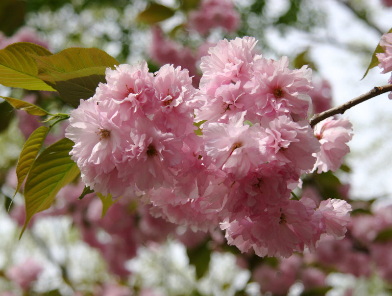 Cherry Blossoms