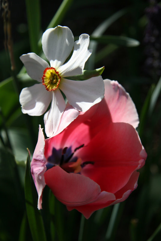 Daffodil & Tulip
