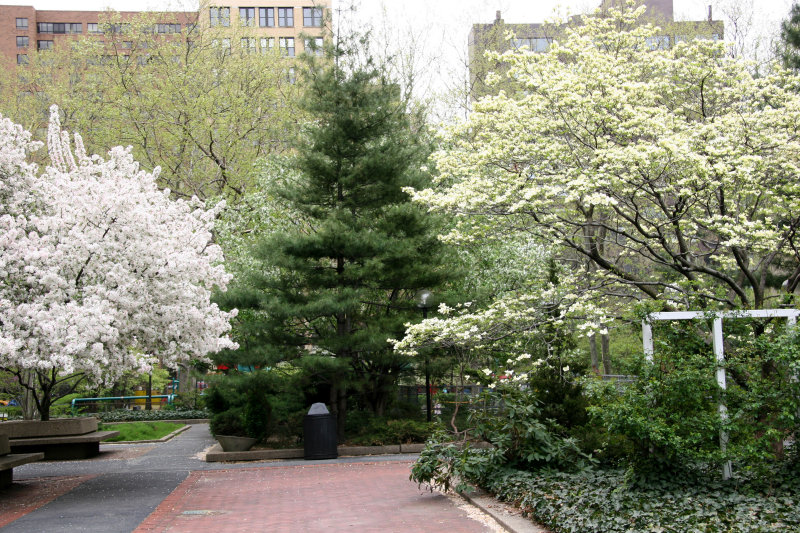 Garden View - Apple, Pine & Dogwood Trees