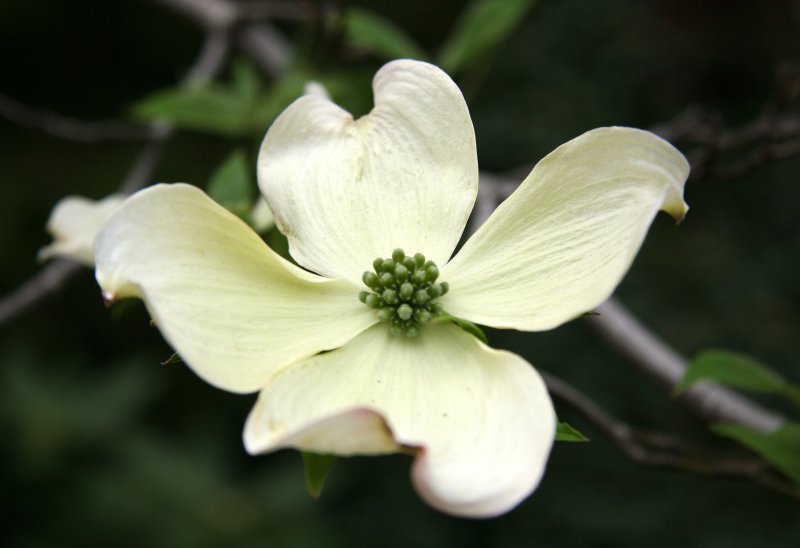 Dogwood Blossom