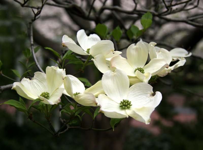 Dogwood Blossoms