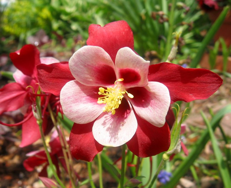 Columbine