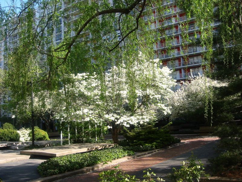 Dogwood, Willow & Crab Apple Trees