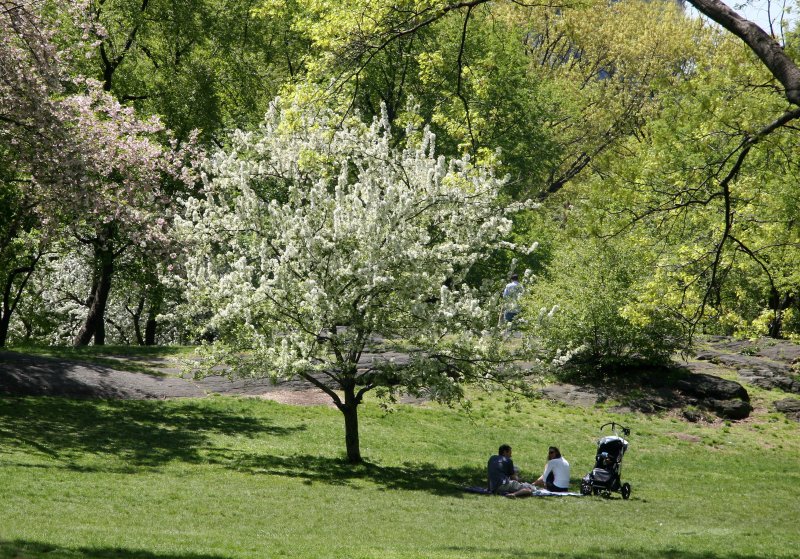 Family Outing near an Apple Tree in Bloom