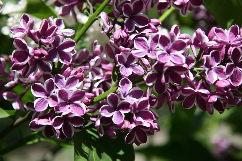 Lilacs