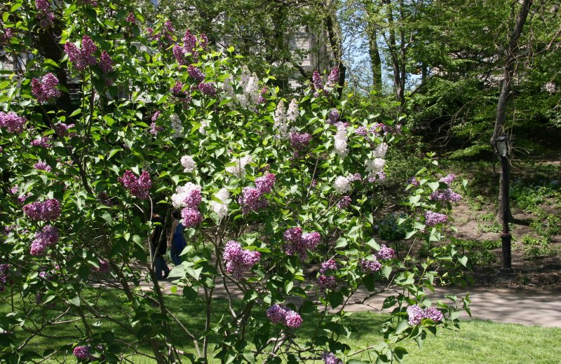 Lilacs