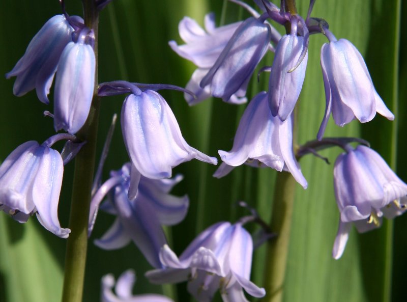 Bluebells in an Iris Bed
