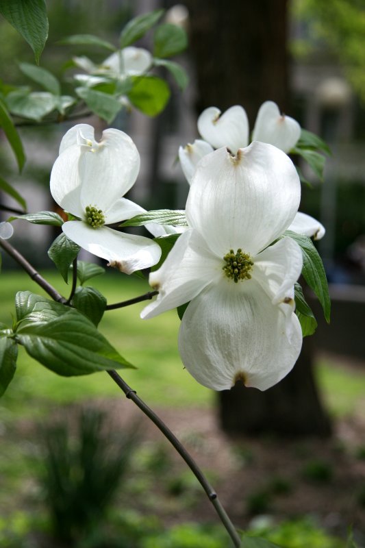 Dogwood Blossoms