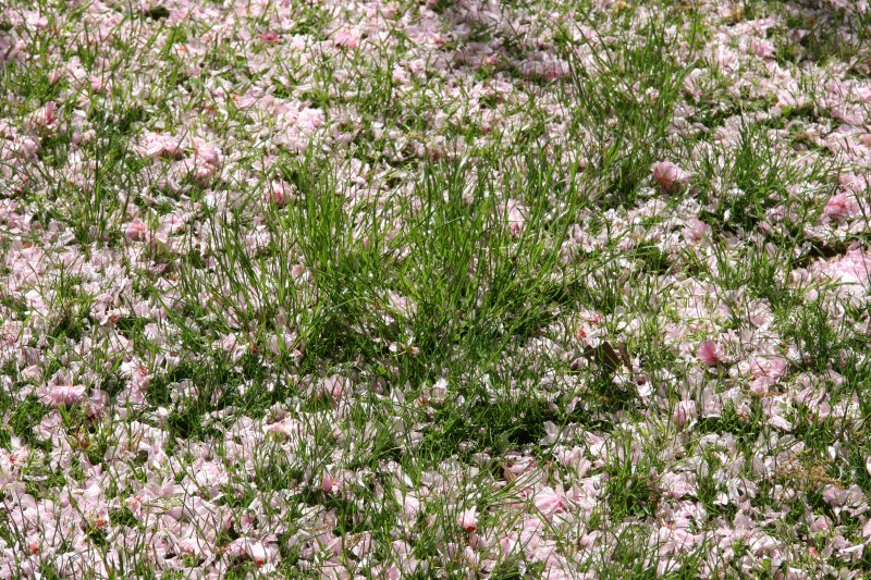 Fallen Cherry Blossoms on Spring Grass