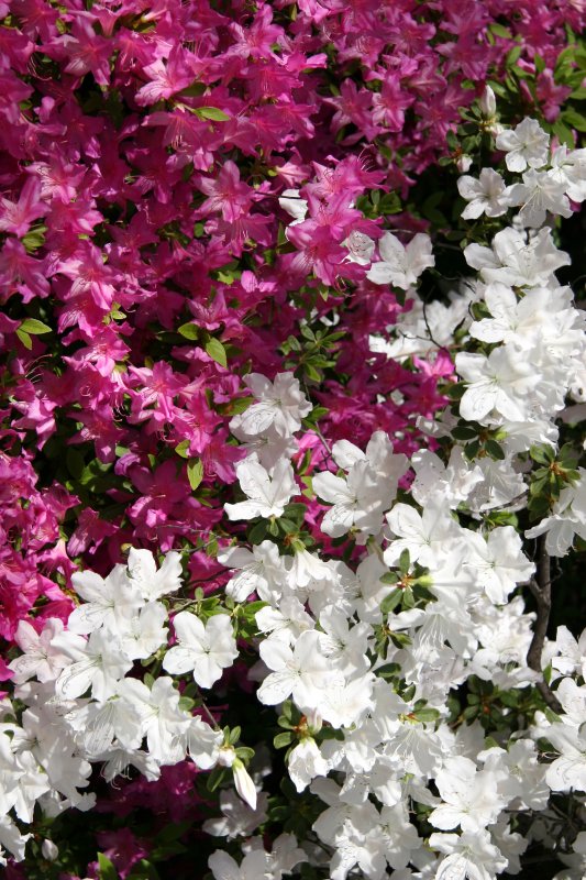 Azaleas