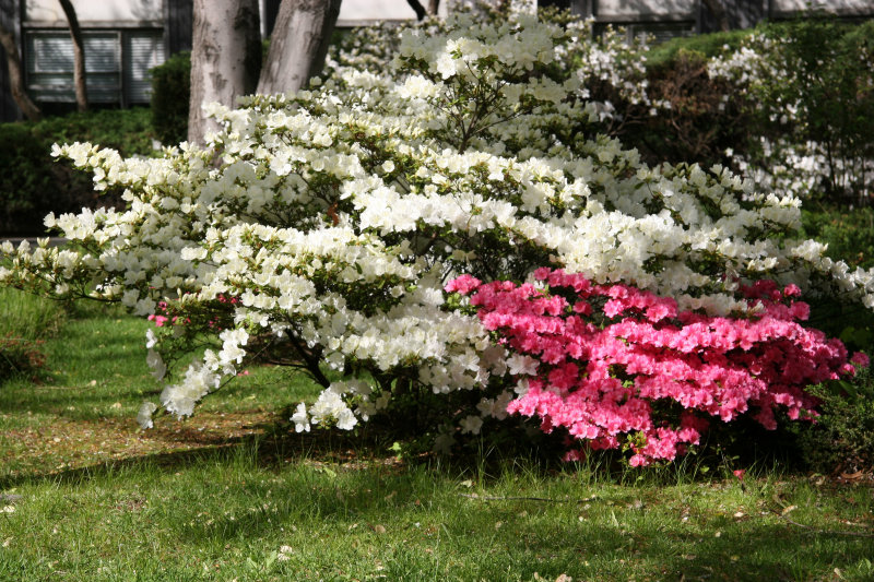 Azaleas