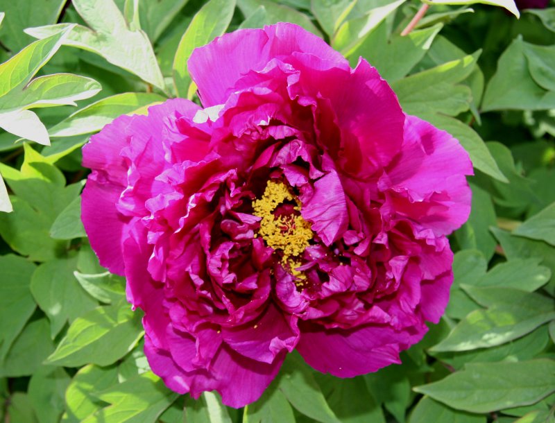 Magenta Peony Blossom